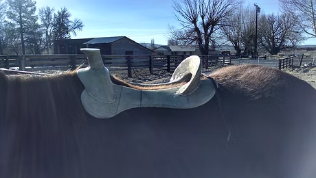 saddle tree on a horse's back